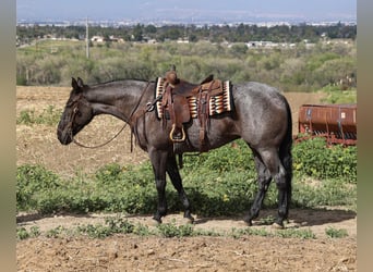 American Quarter Horse, Klacz, 8 lat, 168 cm, Karodereszowata