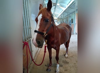 American Quarter Horse, Klacz, 8 lat, Cisawa