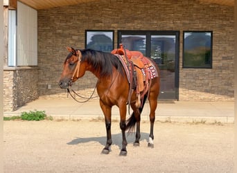 American Quarter Horse, Klacz, 8 lat, Gniada