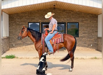 American Quarter Horse, Klacz, 8 lat, Gniada