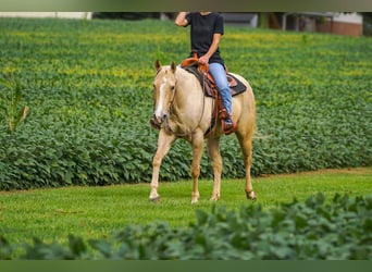 American Quarter Horse, Klacz, 8 lat, Izabelowata