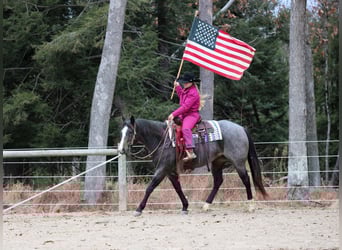 American Quarter Horse, Klacz, 8 lat, Karodereszowata