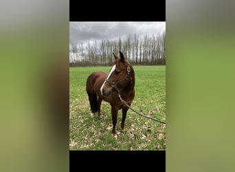 American Quarter Horse, Klacz, 8 lat, Kasztanowata