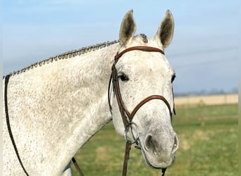 American Quarter Horse, Klacz, 8 lat, Siwa
