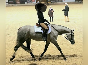 American Quarter Horse, Klacz, 8 lat, Siwa