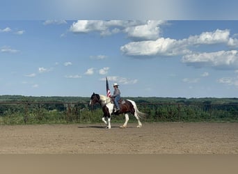 American Quarter Horse, Klacz, 8 lat, Tobiano wszelkich maści