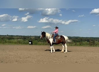 American Quarter Horse, Klacz, 8 lat, Tobiano wszelkich maści