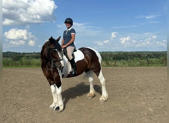 American Quarter Horse, Klacz, 8 lat, Tobiano wszelkich maści