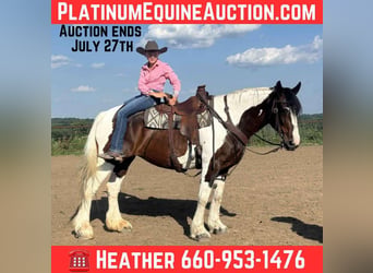 American Quarter Horse, Klacz, 8 lat, Tobiano wszelkich maści