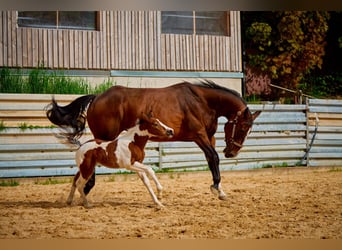 American Quarter Horse, Klacz, 9 lat, 140 cm, Gniada