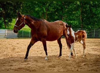 American Quarter Horse, Klacz, 9 lat, 140 cm, Gniada