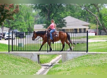 American Quarter Horse, Klacz, 9 lat, 142 cm, Gniada