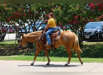 American Quarter Horse, Klacz, 9 lat, 142 cm, Izabelowata