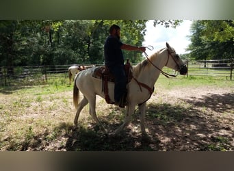 American Quarter Horse, Klacz, 9 lat, 142 cm, Siwa