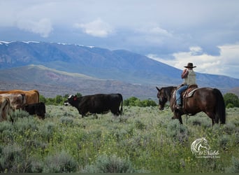 American Quarter Horse, Klacz, 9 lat, 145 cm, Gniada