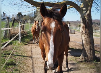 American Quarter Horse, Klacz, 9 lat, 145 cm, Jasnogniada