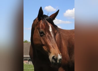 American Quarter Horse, Klacz, 9 lat, 146 cm, Gniada