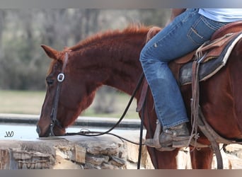 American Quarter Horse, Klacz, 9 lat, 147 cm, Cisawa