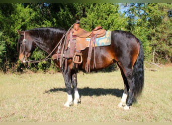 American Quarter Horse, Klacz, 9 lat, 147 cm, Gniada