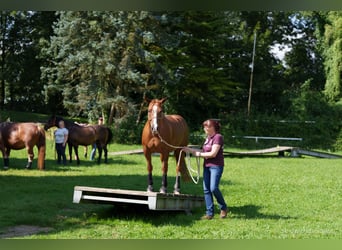 American Quarter Horse, Klacz, 9 lat, 147 cm, Kasztanowata