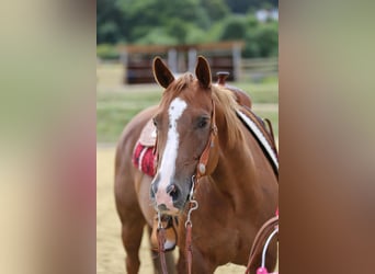 American Quarter Horse, Klacz, 9 lat, 147 cm, Kasztanowata