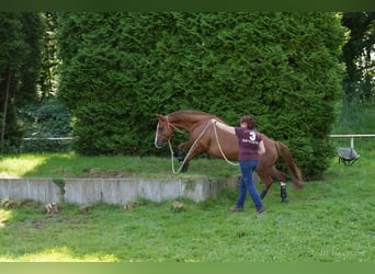 American Quarter Horse, Klacz, 9 lat, 147 cm, Kasztanowata