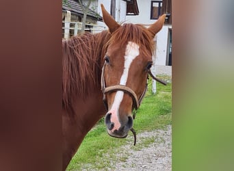 American Quarter Horse, Klacz, 9 lat, 148 cm, Kasztanowata