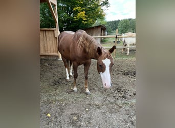 American Quarter Horse, Klacz, 9 lat, 148 cm, Kasztanowata