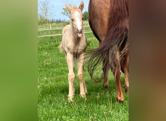 American Quarter Horse, Klacz, 9 lat, 150 cm, Ciemnokasztanowata