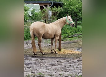 American Quarter Horse, Klacz, 9 lat, 150 cm, Dunalino