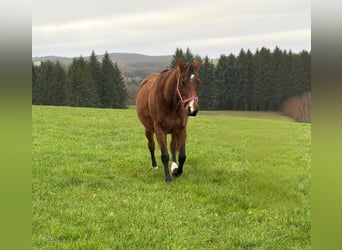 American Quarter Horse, Klacz, 9 lat, 150 cm, Gniada