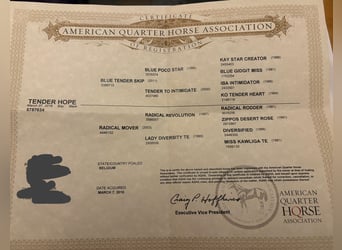 American Quarter Horse, Klacz, 9 lat, 150 cm, Gniada