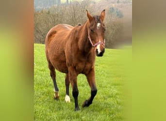 American Quarter Horse, Klacz, 9 lat, 150 cm, Gniada