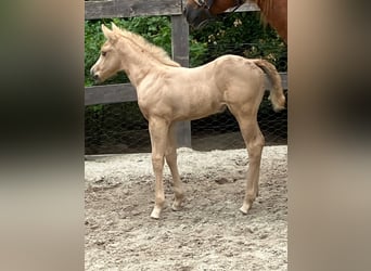 American Quarter Horse, Klacz, 9 lat, 150 cm, Kasztanowata