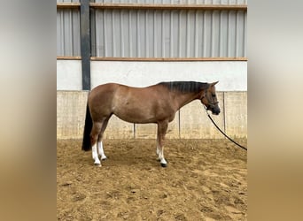American Quarter Horse, Klacz, 9 lat, 150 cm, Kasztanowata