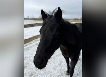 American Quarter Horse, Klacz, 9 lat, 150 cm