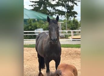 American Quarter Horse, Klacz, 9 lat, 150 cm