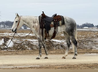 American Quarter Horse, Klacz, 9 lat, 150 cm, Siwa