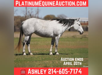 American Quarter Horse, Klacz, 9 lat, 150 cm, Siwa