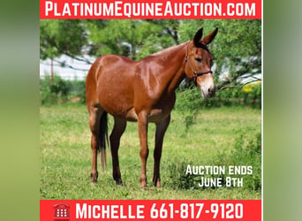 American Quarter Horse, Klacz, 9 lat, 152 cm, Ciemnokasztanowata