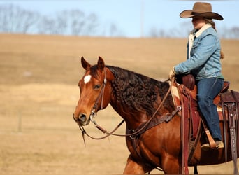 American Quarter Horse, Klacz, 9 lat, 152 cm, Cisawa