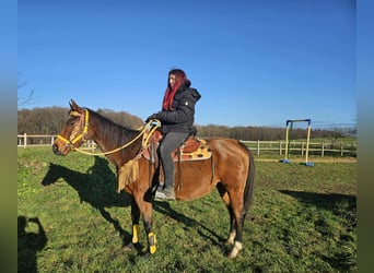 American Quarter Horse, Klacz, 9 lat, 152 cm, Gniada