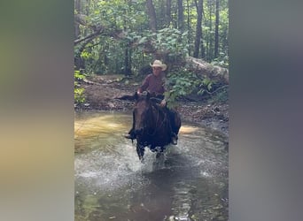 American Quarter Horse, Klacz, 9 lat, 152 cm, Gniada