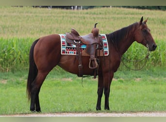 American Quarter Horse, Klacz, 9 lat, 152 cm, Gniada