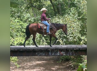 American Quarter Horse, Klacz, 9 lat, 152 cm, Gniada