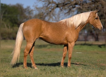 American Quarter Horse, Klacz, 9 lat, 152 cm, Izabelowata