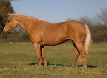 American Quarter Horse, Klacz, 9 lat, 152 cm, Izabelowata