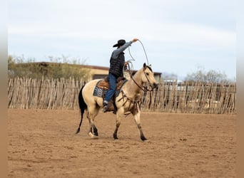 American Quarter Horse, Klacz, 9 lat, 152 cm, Jelenia