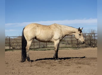 American Quarter Horse, Klacz, 9 lat, 152 cm, Jelenia