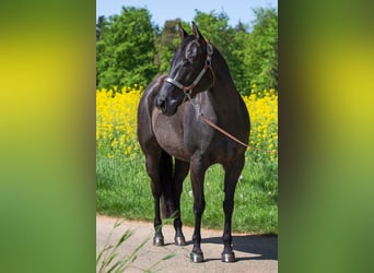 American Quarter Horse, Klacz, 9 lat, 152 cm, Kara